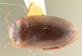 Media type: image;   Entomology 23927 Aspect: habitus dorsal view